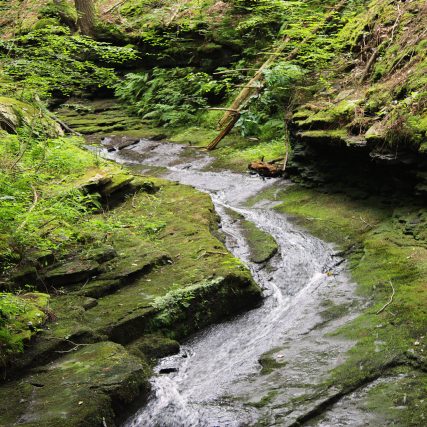 Camp Jamison - Hiking Trails